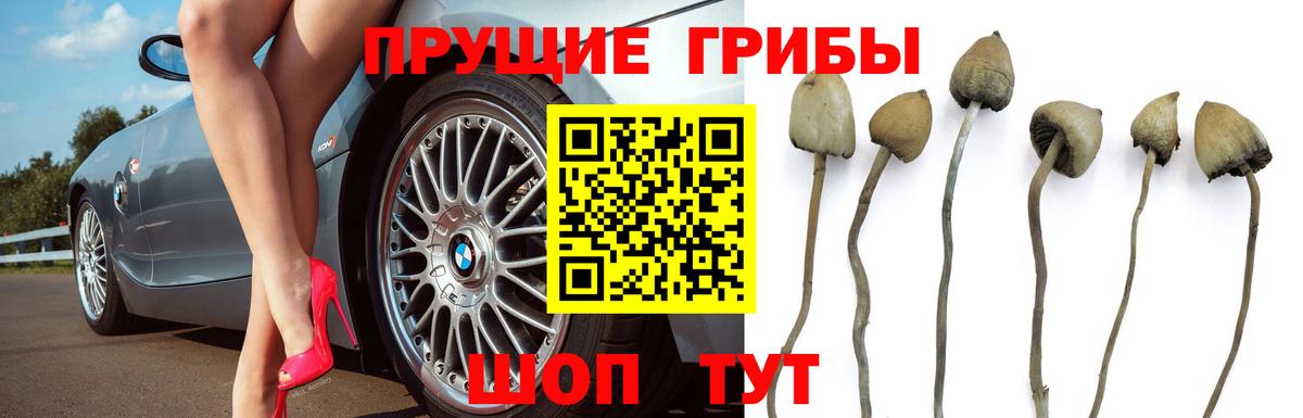 Галлюциногенные грибы Psilocybe  Вход с VPN  Псилоцибиновые грибы ЛСД  Кулебаки 